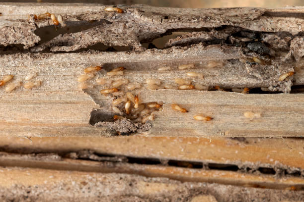 Best Best Pest Control Companies  in Braddock, PA